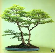 Categoriescactus easy to grow growing flowers growing tips. Bonsai Gallery Bonsai Empire Bonsai Tree Maple Bonsai Bonsai Forest