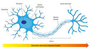 What are the parts of neuron and their functions? Neurons Bioninja