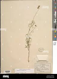 Image result for Crotalaria cleomifolia