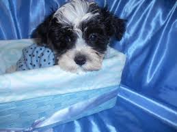 We will fly with the. Maltipoo Puppies For Sale West Bloomfield Township Mi 167090