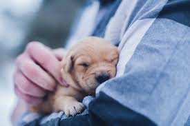 Gute nacht bilder zum verschicken für die freundin zum totlachen herzlich & liebevoll für gute gedanken vor dem schlafen. Frida Sonnenschein Und Der Kleine Hund Kurze Kindergeschichten Zum Vorlesen