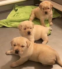 We ran a move and learn area where pups were helped over small obstacles. Free Puppy Adoption Near Me Home Facebook