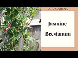 Image result for Jasminum beesianum