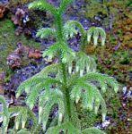 Image result for Huperzia mildbraedii