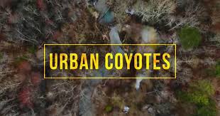 Rather than preserve their ancient landmarks, the city often opts to tear down its antique buildings, resulting in a. Georgia Outdoors Urban Coyotes Pbs