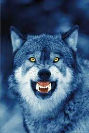 get out of here sevimli hayvan yavrulari timber wolf hayvan fotografciligi