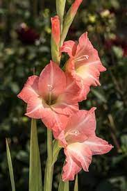Check spelling or type a new query. How To Transplant A Gladiolus In 7 Simple Steps Gardenerdy