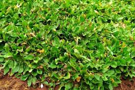 Selain nampak indah dan natural, pemilihan jenis rumput pekarangan rumah yang tepat akan menambah keindahan taman atau halaman rumah itu sendiri. Kisaran Harga Rumput Taman Terbaru 2020 Sesuai Jenisnya