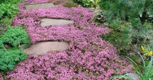 Bodendecker Setzen Sie Auf Herrliche Bodenbegrunung Im Garten Garten Bodendecker Und Gartendesign Ideen
