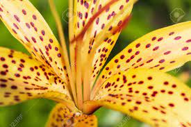 We did not find results for: Yellow Lily Flower With Red Spots Stock Photo Picture And Royalty Free Image Image 139653694