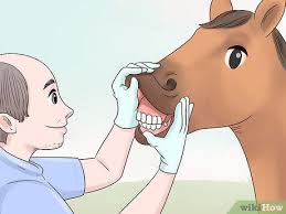 Don't look a gift horse in the mouth means one must not be unappreciative, thankless or ungrateful on receiving gifts from others. How To Look A Gift Horse In The Mouth Disneyvacation