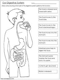 Digestive System Worksheet Worksheets Digestive System Worksheet Human Body Worksheets Digestive System