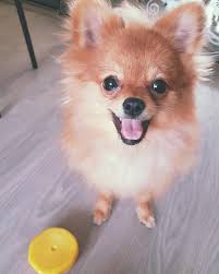 chasto prihoditsya slushat kritiku o plohom vybore porody sobaki tip chisto dan mode tupoe podrazhanie i t p nam kak vladelca porody sobak doberman sobaki