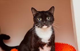 If detected before the tumor grows, the tumor may be surgically removed. How To Express A Cat S Bladder