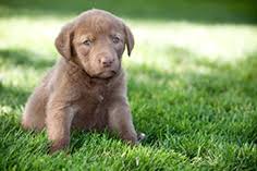 The chesapeake retriever rescue of wi is a group of volunteers dedicated to rescuing chesapeake bay retrievers and finding them loving forever homes. Chesapeake Bay Retriever Pet Health Insurance Tips