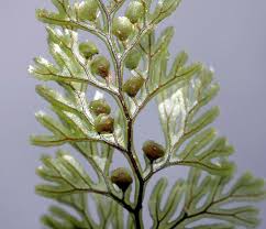 Image result for Hymenophyllum triangulare