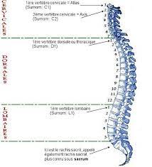 les vertebres cervicales
