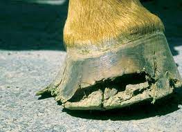 Preventing And Treating White Line Disease American Farriers Journal