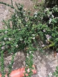 Image result for Malpighia coccigera