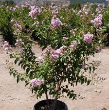 This myrtle grows to about 20 ft. Muskogee Lavender Crape Myrtle Tree