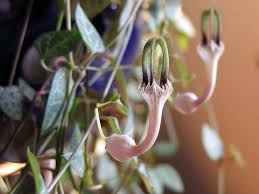 Image result for Ceropegia linearis