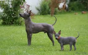 The rat terrier has a history that spans centuries and includes the 'feist,' an early example of the rat terrier breed. All About American Hairless Terrier Dog Breed Origin Behavior Trainability Facts Photos Puppy