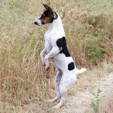 You can use craigslist for rat terrier puppies for sale to get your ad out in front of more people. Clear Creek Decker Rat Terriers Home Facebook