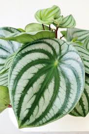 Most of them are compact, small perennial epiphytes growing on rotten wood. Wassermelonen Peperomia Grunpflanzen Pflanzen Der Palmenmann