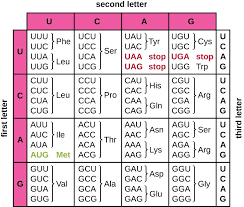 The standard genetic code is traditionally represented as an rna codon table. Protein Synthesis Translation Microbiology