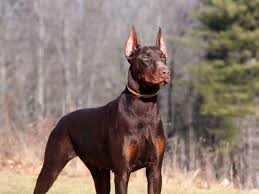 All of our puppies are born and raised indoors. Doberman For Sale Price Cheap Buy Online