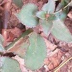 Image result for Kalanchoe lateritia