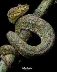 Image result for Bothriocline monocephala