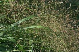 Image result for Panicum nervatum