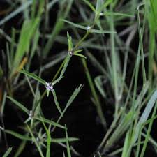 Image result for Spermacoce natalensis