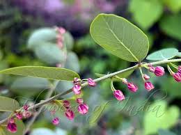 Image result for Phyllanthus reticulatus