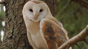 Les gamins la chassèrent à coups de cailloux. Journal L Est Eclair