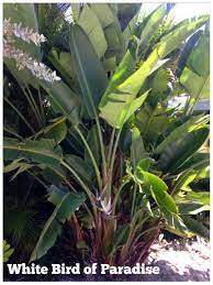 White Bird Of Paradise A Dense Tropical Privacy Screen With An Occasional White Bloom This You Birds Of Paradise Plant Florida Landscaping Landscape Services