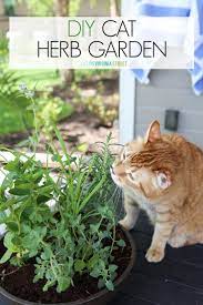 Diy Cat Herb Garden Indoor Cat Garden Cat Garden Cat Diy