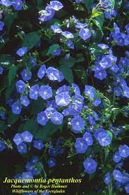 Sky Blue Clustervine Hoping This Will Grow In My Area Florida Native Plants Native Plant Gardening Plant Nursery