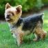 Yorkshire Terriers for Sale Warrenton, VA - Yorkie Breeding