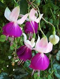 Flowers That Look Like Fairies Fuchsia Flowers Fuchsia Flower Amazing Flowers