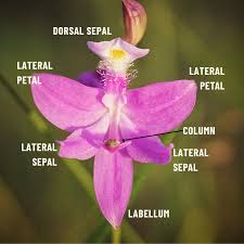 Image result for Orchidaceae