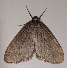 Image result for Operophtera brumata