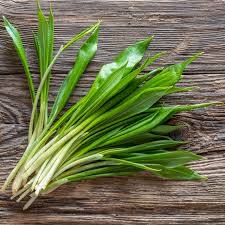 Image result for Allium ursinum