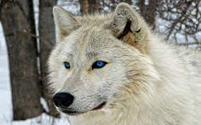 Valerie is die legende en is 1 van de 5 beschermers. White Wolf With Blue Eyes Hd Wallpaper Hintergrund 1920x1200