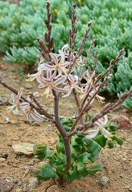 Image result for Trachyandra burkei