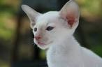 11 Different Breeds of Cats With Big Ears | Cat Cat Cat