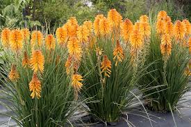 Image result for Kniphofia grantii