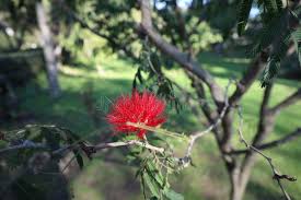 Image result for Calliandra tweedii
