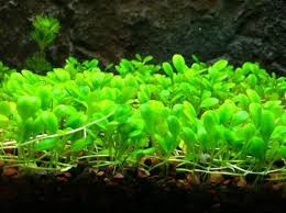 Fast Growing Aquarium Carpet Plants Glossostigma Elatinoides Also Known As Small Mud Mat Planted Aquarium Freshwater Aquarium Plants Live Aquarium Plants